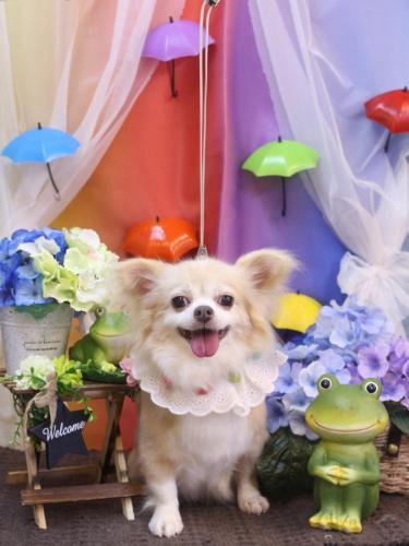 20230603保永　チャッピーちゃん